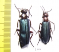 Muzimes sp.  Turkey, Van prov. - INSECTS-STORE.RU