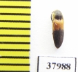 Eucnemidae sp.  Peru - INSECTS-STORE.RU