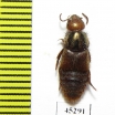 Staphylinidae sp.  Peru (myrmecophilous)   - INSECTS-STORE.RU