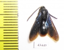 Scoliidae sp.  South Africa Rep. - INSECTS-STORE.RU