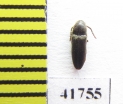 Eucnemidae sp.  Russia, Tver reg. - INSECTS-STORE.RU