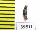 Melyridae sp.  Indonesia, Papua - INSECTS-STORE.RU