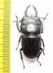 Dorcus arfakianus  Indonesia, Papua - INSECTS-STORE.RU