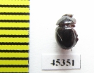 Ceratocanthinae sp.  Peru - INSECTS-STORE.RU