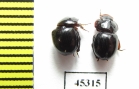 Ceratocanthinae sp.  Peru - INSECTS-STORE.RU