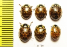 Coccinellidae, Anatis ocellata  Russia, Tver reg. - INSECTS-STORE.RU