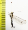 Ascalaphidae sp.  South Africa Rep. - INSECTS-STORE.RU