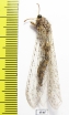 Myrmeleontidae sp.  South Africa Rep. - INSECTS-STORE.RU