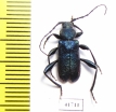 Callidium violaceum  Russia, Tver reg. - INSECTS-STORE.RU