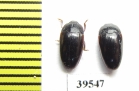 Erotylidae sp.  Peru - INSECTS-STORE.RU