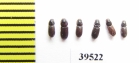 Pleurophorus sp.  Uzbekistan - INSECTS-STORE.RU