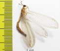 Myrmeleontidae sp.  South Africa Rep. - INSECTS-STORE.RU