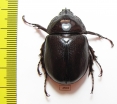Haploscapanes barbarossa  Australia - INSECTS-STORE.RU
