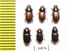 Aphodius rufus  Russia, Tver reg. - INSECTS-STORE.RU