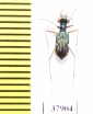 Cylindera elegantissima  Indonesia, Sumatra - INSECTS-STORE.RU