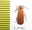 Dictyoptera aurora  Russia, Tver reg. - INSECTS-STORE.RU