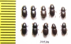 Aphodiinae sp.  Thailand - INSECTS-STORE.RU