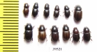 Aphodiinae sp.  Thailand - INSECTS-STORE.RU