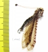 Ascalaphidae sp.  South Africa Rep. - INSECTS-STORE.RU