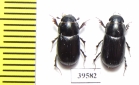 Aphodiinae sp.  China, Tibet - INSECTS-STORE.RU