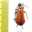 Pyrochroa coccinea  Russia, Tver reg. - INSECTS-STORE.RU