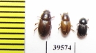 Aphodiinae sp.  China, Yunnan prov. - INSECTS-STORE.RU