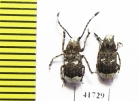 Platystomus albinus, pair  Russia, Tver reg. - INSECTS-STORE.RU