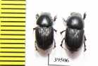 Aphodiinae sp.  China, Sichuan prov. - INSECTS-STORE.RU