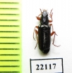 Melyridae sp.  Chile - INSECTS-STORE.RU