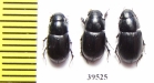 Aphodiinae sp.  China, Yunnan prov. - INSECTS-STORE.RU