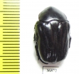 Cremastocheilini, Oplostomus sp.  Zambia - INSECTS-STORE.RU