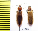Denticollis linearis  Russia, Tver reg. - INSECTS-STORE.RU