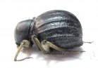 Tenebrionidae sp.  South Africa Rep. - INSECTS-STORE.RU