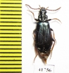 Pythidae, Pytho depressus  Russia, Tver reg. - INSECTS-STORE.RU