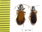 Pythidae, Pytho depressus  Russia, Tver reg. - INSECTS-STORE.RU