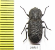 Zopheridae sp.  Mexico - INSECTS-STORE.RU