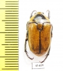 Aphanesthes pullata  Australia - INSECTS-STORE.RU