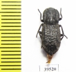 Zopheridae sp.  Mexico - INSECTS-STORE.RU