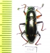 Erotylidae sp.  Indonesia, Halmahera isl. - INSECTS-STORE.RU