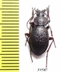 Carabus (Diocarabus) loschnikovi  Russia, Khakassia reg. - INSECTS-STORE.RU