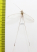 Nemopteridae sp.2  South Africa Rep. - INSECTS-STORE.RU