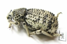 Brachyceridae sp.1  South Africa Rep. - INSECTS-STORE.RU