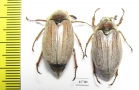 Melolontha hippocastani  Russia, Tver reg. - INSECTS-STORE.RU
