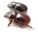 Cheiroplatys volsellus, pair  Australia - INSECTS-STORE.RU