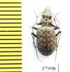 Paropisthius indicus chinensis  China, Sichuan prov. - INSECTS-STORE.RU