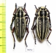 Dorcadion glicyrrhizae murati, pair  Kazakhstan  - INSECTS-STORE.RU