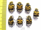 Trichius fasciatus  Russia, Tver reg. - INSECTS-STORE.RU