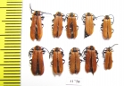 Lygistopterus sanguineus  Russia, Tver reg. - INSECTS-STORE.RU