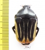 Trichaulax macleayi  Australia 33mm - INSECTS-STORE.RU