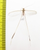 Nemopteridae sp.3  South Africa Rep. - INSECTS-STORE.RU